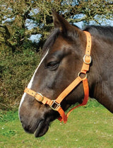 Rhinegold Nylon Headcollar - Birdham Animal Feeds