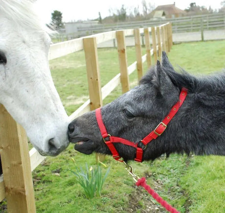 Rhinegold Nylon Foal Headcollar - Birdham Animal Feeds
