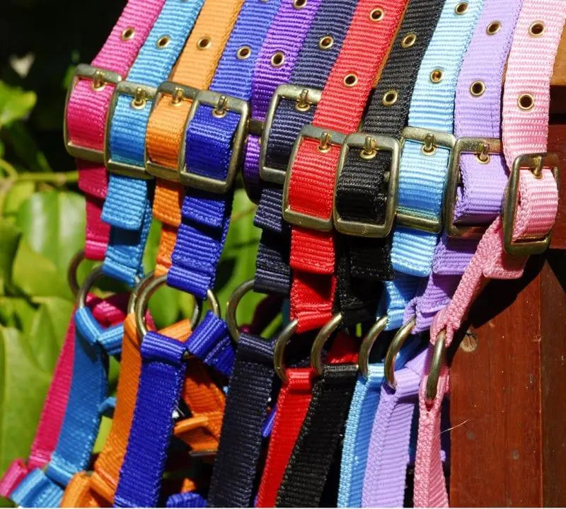 Rhinegold Nylon Foal Headcollar - Birdham Animal Feeds