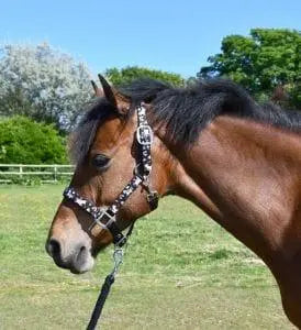 Rhinegold Unicorn Headcollar and Rope Set - Birdham Animal Feeds