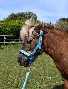 Rhinegold Unicorn Headcollar and Rope Set - Birdham Animal Feeds