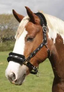 Rhinegold Padded Headcollar with Fleece Trim - Birdham Animal Feeds