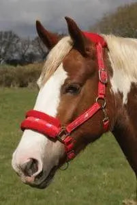Rhinegold Padded Headcollar with Fleece Trim - Birdham Animal Feeds