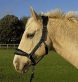 Rhinegold Star Spangled Headcollar & Rope Set - Birdham Animal Feeds