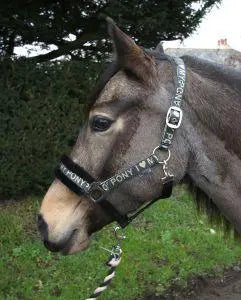Rhinegold Love My Pony Headcollar & Rope Set - Birdham Animal Feeds