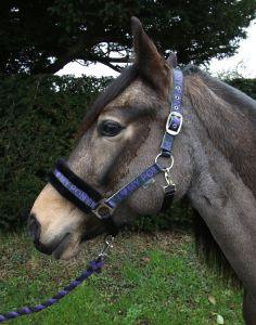 Rhinegold Love My Pony Headcollar & Rope Set - Birdham Animal Feeds