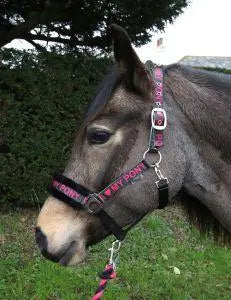 Rhinegold Love My Pony Headcollar & Rope Set - Birdham Animal Feeds