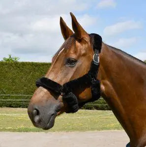 Rhinegold Fur Trim Headcollar - Birdham Animal Feeds