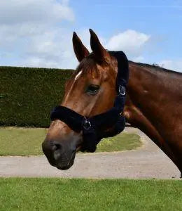 Rhinegold Fur Trim Headcollar - Birdham Animal Feeds