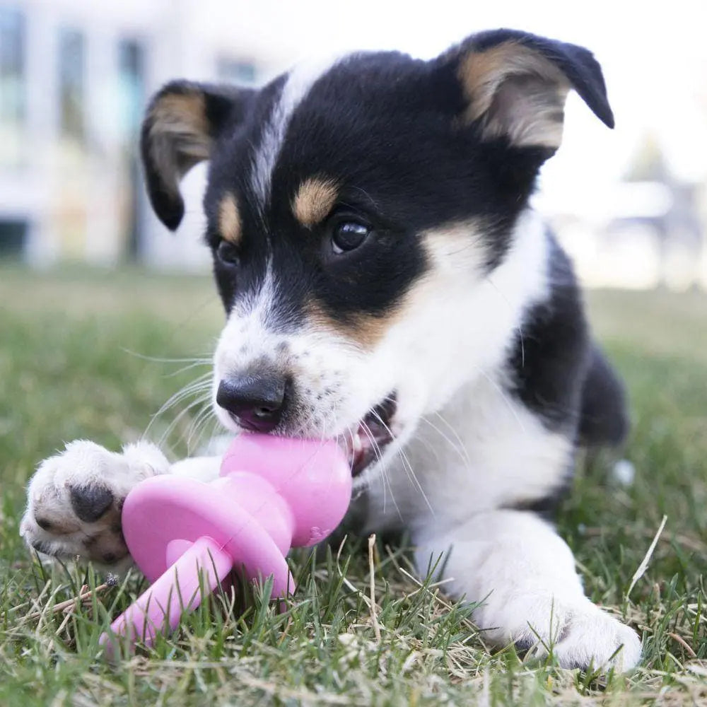 Kong Puppy Binkie Medium  - Birdham Animal Feeds