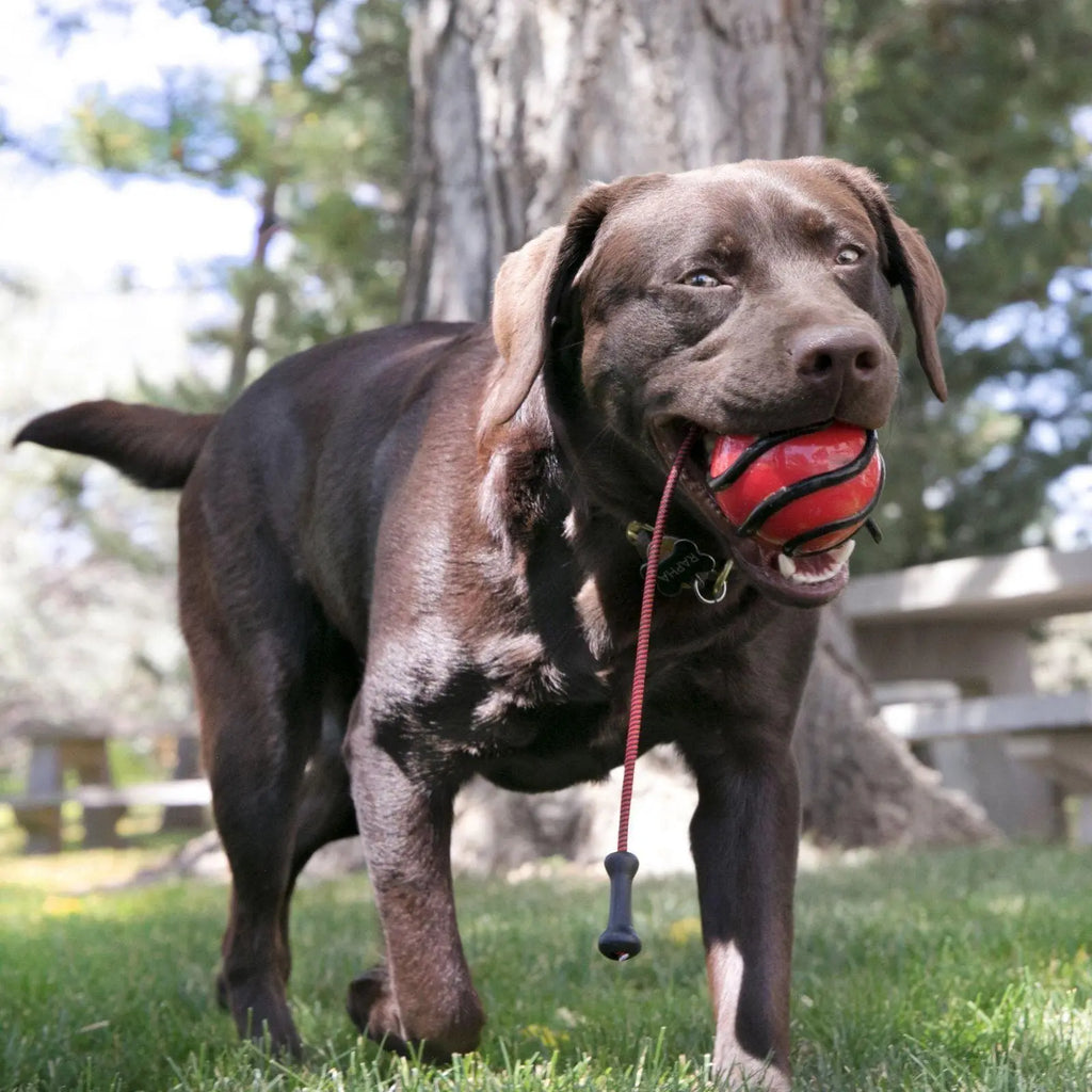 Kong Wavz Bunjiball Dog Toy  - Birdham Animal Feeds