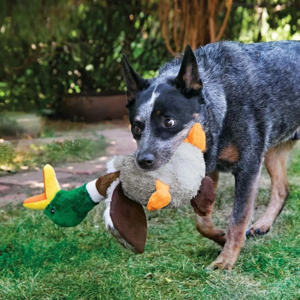 Kong Shakers Honkers Duck Dog Toy  - Birdham Animal Feeds