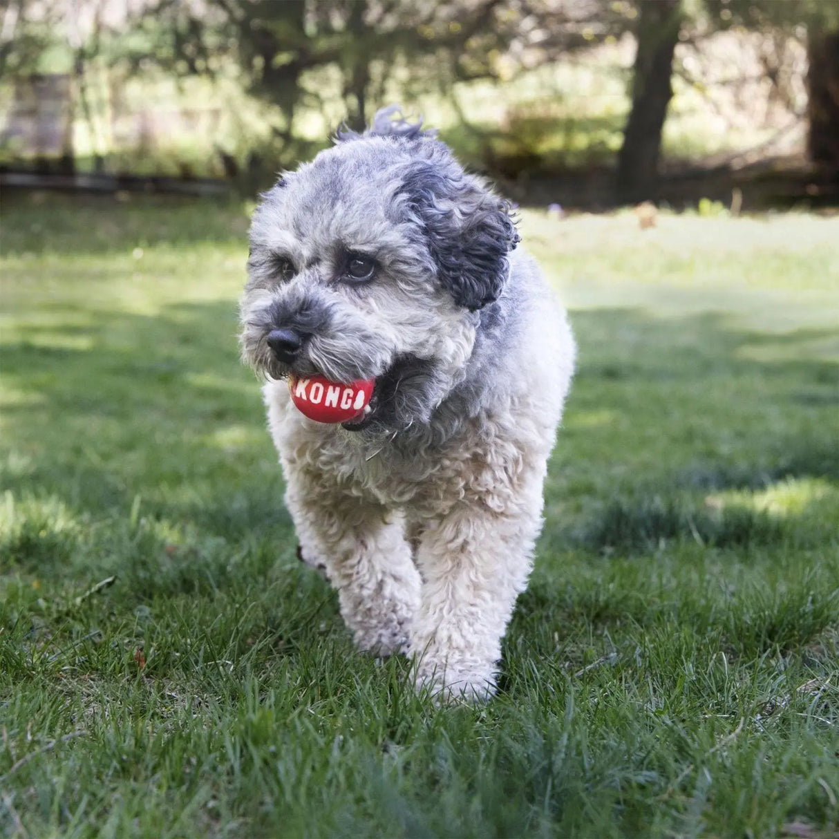 Kong Signature Ball (No Packaging)  - Birdham Animal Feeds