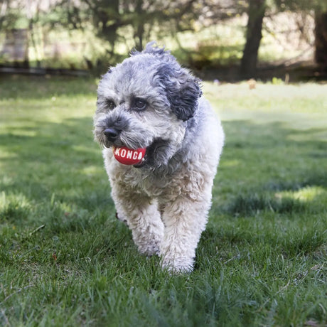 Kong Signature Ball (No Packaging)  - Birdham Animal Feeds