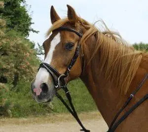 Windsor Flash Bridle - Birdham Animal Feeds