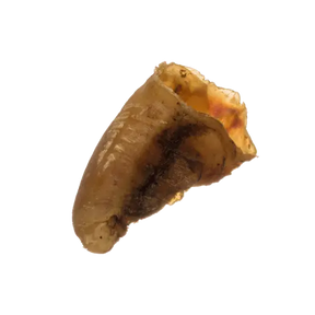 Empty Cow Hoof  - Birdham Animal Feeds