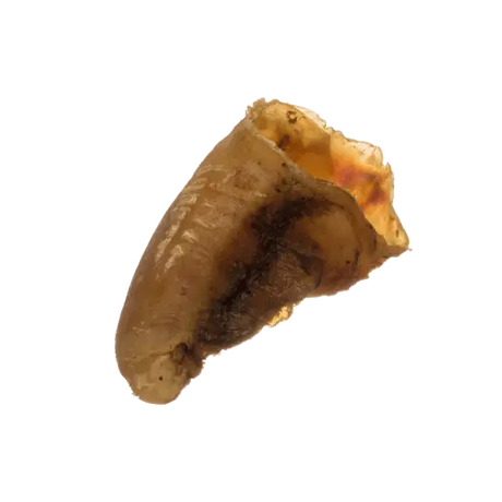 Empty Cow Hoof  - Birdham Animal Feeds