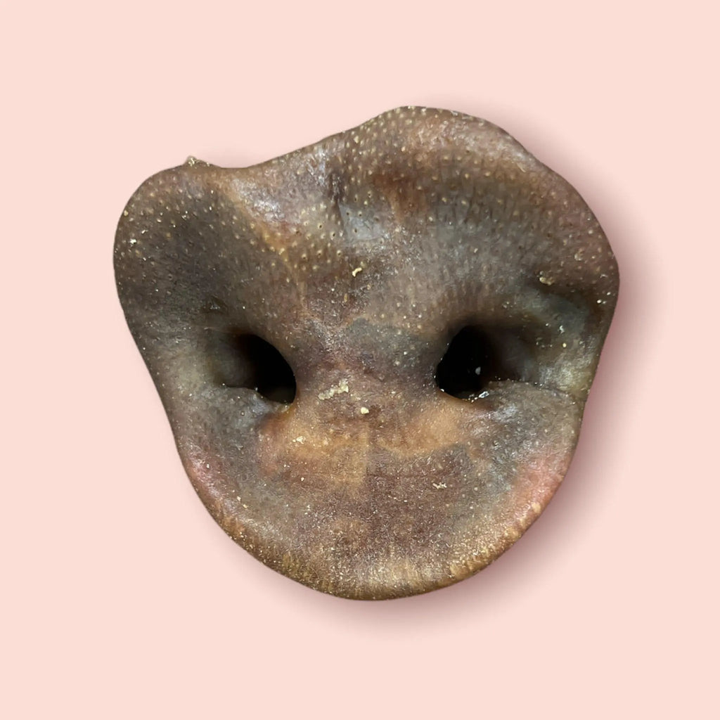 Pig Snout - Birdham Animal Feeds