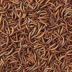 Dried Mealworms 1kg - Birdham Animal Feeds