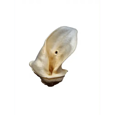 Meaty Cow Ear - Birdham Animal Feeds