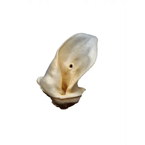 Meaty Cow Ear - Birdham Animal Feeds